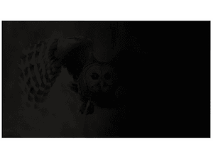 Filtr prywatyzujący NATEC OWL 14 cali NFP-1474