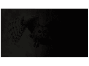 Filtr prywatyzujący NATEC OWL 15,6 cali