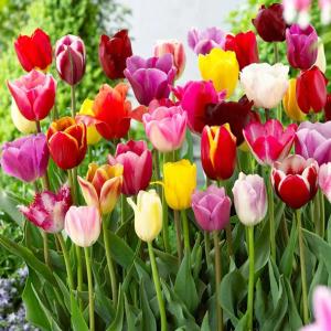 TULIPAN MIX MIESZANKA KOLORÓW cebulki 500 szt. + GRATIS