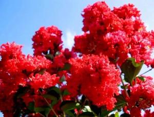 NAJDLUZEJ KWITNĄCY KRZEW ŚWIATA LAGERSTROEMIA Sadzonka 2-letnia
