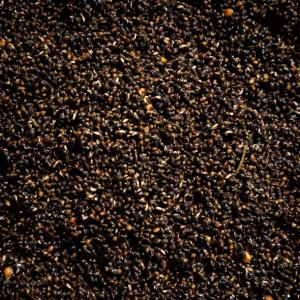 CARPCORN NASIONA KONOPI GOTOWANE 8kg KONOPIE WĘDKARSKIE