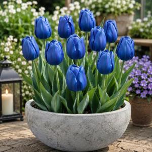 Tulipan BLUE NIEBIESKI 5 szt Tulipany cebulki KWIATOWE CEBULE