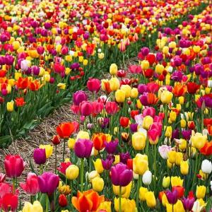 Tulipan polski mieszanka mix 50 szt. 10/11 cebulki tulipanów od producenta
