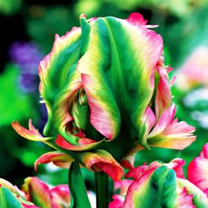 Tulipan Papuzi Exotic Parrot 5 szt Tulipany cebulki CEBULE ZIELONO- ŻÓŁTY