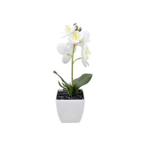 Storczyk w doniczce 28 cm biały