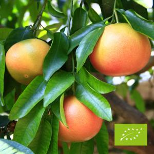 Grejpfruty czerwone EKO ok. 1000 g (import)