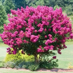 NAJDLUZEJ KWITNĄCY KRZEW ŚWIATA LAGERSTROEMIA pink Sadzonka 2-letnia