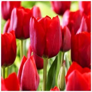 TULIPAN CZERWONY cebulki 100 szt. + GRATIS