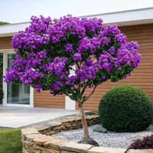 NAJDLUZEJ KWITNĄCY KRZEW ŚWIATA LAGERSTROEMIA VIOLET KWITNIE 4 MIESIACE