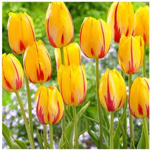 TULIPAN ŻÓŁTO CZERWONY cebulki 50 szt. + GRATIS
