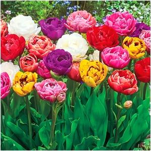 TULIPAN pełny DOUBLE zestaw MIXED cebulki 25 szt. + GRATIS