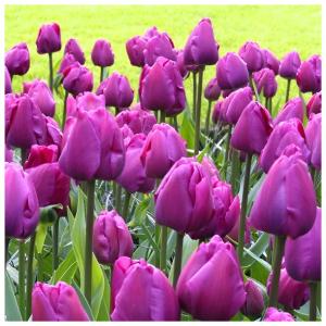 TULIPAN FIOLETOWY PURPLE FLAG cebulki 20 szt. + GRATIS